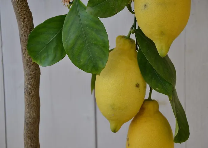 La Combriccola 3* SantʼArcangelo di Romagna